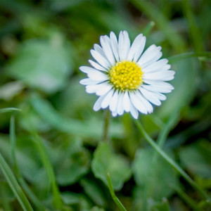 marguerite