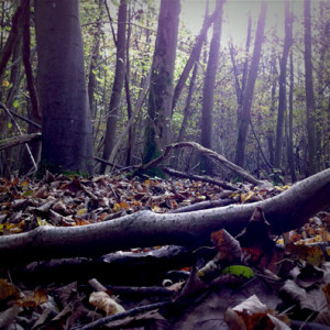 une forêt