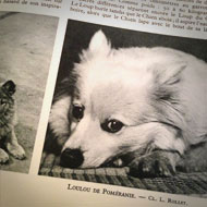 Interview SMS de Lolita Chammah : chien © Annick Holtz.