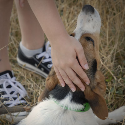 Interview azimutée de Pierre Niney. Photos : main sur la tête d'un chien © Annick Holtz.