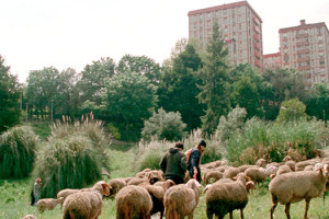 côté quinzaine moutons